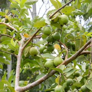Red Guava Tree Live Plant - 10