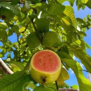 Red Guava Tree Live Plant - 10