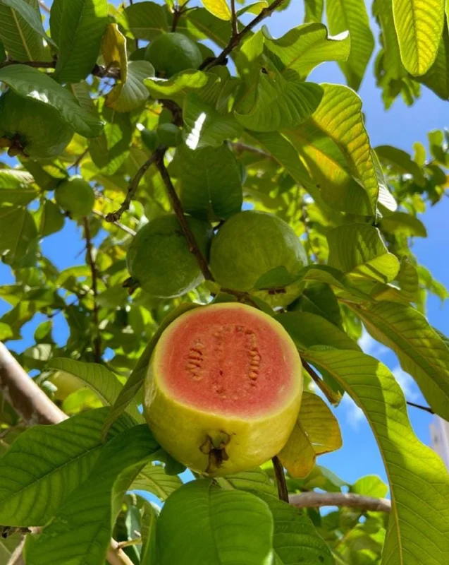 Red Guava Tree Live Plant - 10" Tall Tropical Fruit Starter in 4" Pot - Image 6