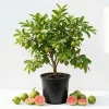 Red Guava Tree Live Plant - 10" Tall Tropical Fruit Starter in 4" Pot - Image 1