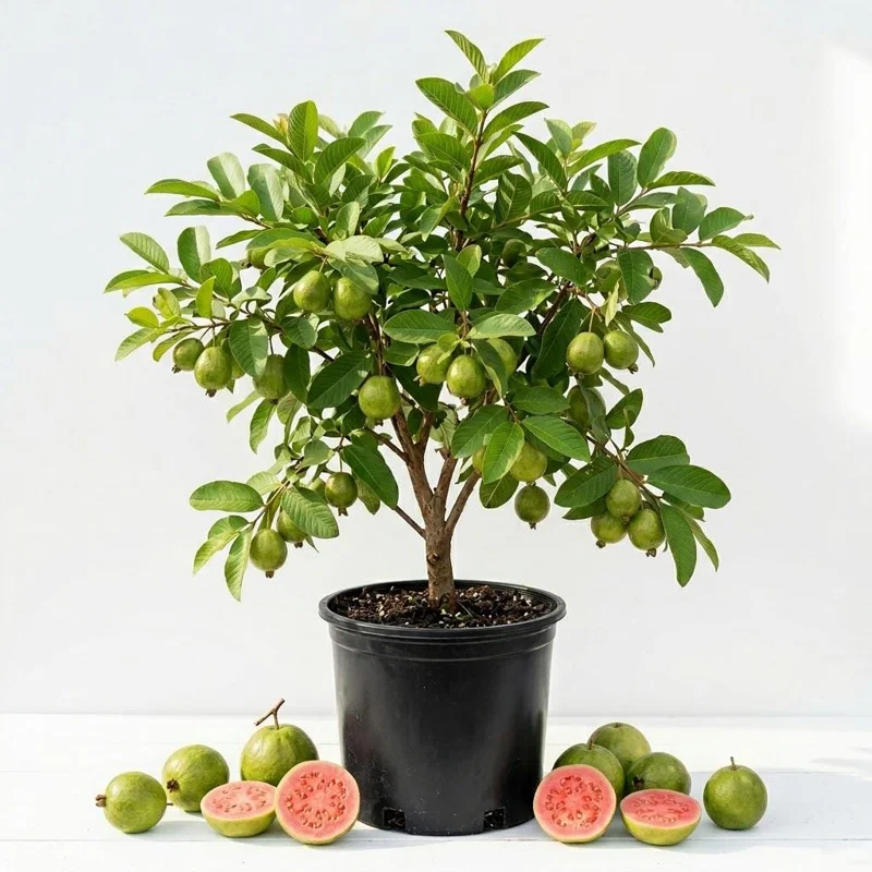 Red Guava Tree Live Plant - 10" Tall Tropical Fruit Starter in 4" Pot - Image 1