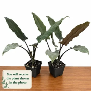 Set of 2 Alocasia Purple Sword Live Plants, Alocasia Lauterbachiana, 5-8 Inch Tall, 4 Inch Pot, Tropical Houseplant - Image 2