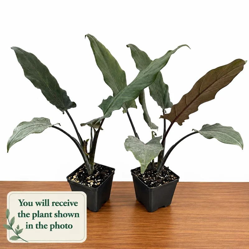 Set of 2 Alocasia Purple Sword Live Plants, Alocasia Lauterbachiana, 5-8 Inch Tall, 4 Inch Pot, Tropical Houseplant - Image 2