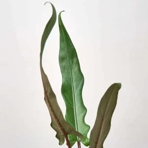 Set of 2 Alocasia Purple Sword Live Plants, Alocasia Lauterbachiana, 5-8 Inch Tall, 4 Inch Pot, Tropical Houseplant - Image 3