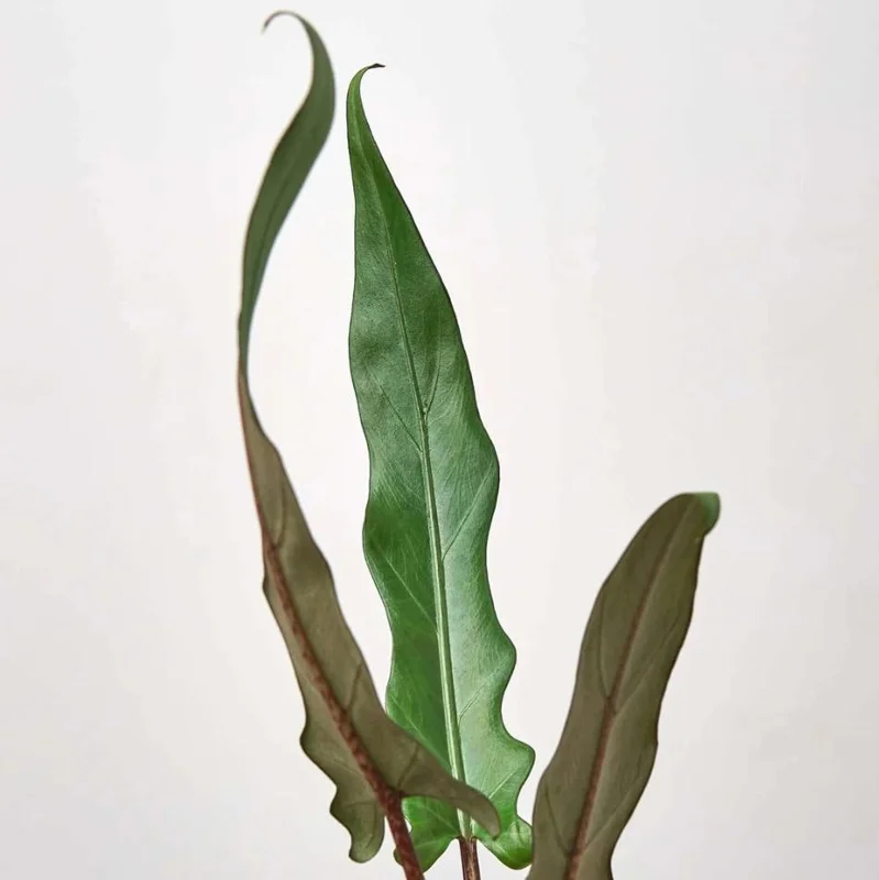 Set of 2 Alocasia Purple Sword Live Plants, Alocasia Lauterbachiana, 5-8 Inch Tall, 4 Inch Pot, Tropical Houseplant - Image 3