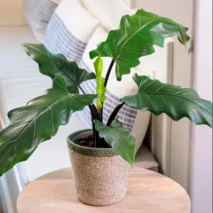 Set of 2 Alocasia Purple Sword Live Plants, Alocasia Lauterbachiana, 5-8 Inch Tall, 4 Inch Pot, Tropical Houseplant - Image 4