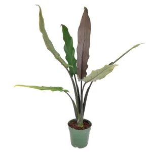 Set of 2 Alocasia Purple Sword Live Plants, Alocasia Lauterbachiana, 5-8 Inch Tall, 4 Inch Pot, Tropical Houseplant - Image 5