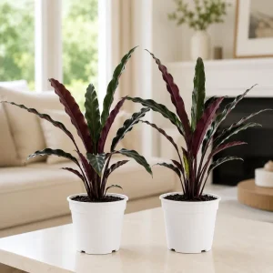Set of 2 Alocasia Purple Sword Live Plants, Alocasia Lauterbachiana, 5-8 Inch Tall, 4 Inch Pot, Tropical Houseplant - Image 1