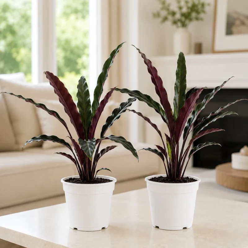 Set of 2 Alocasia Purple Sword Live Plants, Alocasia Lauterbachiana, 5-8 Inch Tall, 4 Inch Pot, Tropical Houseplant - Image 1