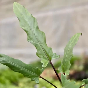 Set of 2 Alocasia Purple Sword Live Plants, Alocasia Lauterbachiana, 5-8 Inch Tall, 4 Inch Pot, Tropical Houseplant - Image 7