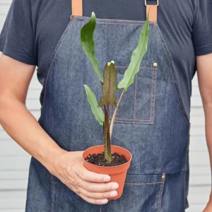 Set of 2 Alocasia Purple Sword Live Plants, Alocasia Lauterbachiana, 5-8 Inch Tall, 4 Inch Pot, Tropical Houseplant - Image 8