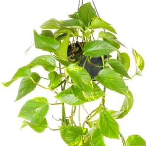 Set of 2 Golden Pothos Live Plants – Variegated Indoor Houseplant – 5-8 Inch Tall, 4 Inch Pot - Image 4