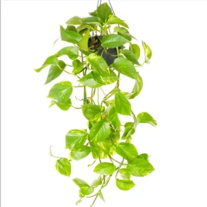 Set of 2 Golden Pothos Live Plants – Variegated Indoor Houseplant – 5-8 Inch Tall, 4 Inch Pot - Image 6
