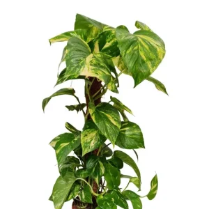 Set of 2 Golden Pothos Live Plants – Variegated Indoor Houseplant – 5-8 Inch Tall, 4 Inch Pot - Image 8