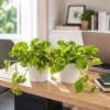 Set of 2 Golden Pothos Live Plants – Variegated Indoor Houseplant – 5-8 Inch Tall, 4 Inch Pot - Image 1