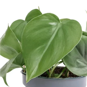 Set of 2 Heartleaf Philodendron Live Plants, Indoor Houseplant, 5-8 Inch Tall, 4 Inch Pot - Image 6