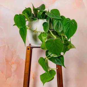 Set of 2 Heartleaf Philodendron Live Plants, Indoor Houseplant, 5-8 Inch Tall, 4 Inch Pot - Image 8