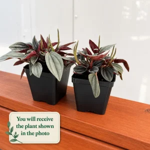 Set of 2 Peperomia Rosso Live Plants - 5-8 Inch Tall, 4 Inch Pot - Indoor Houseplant - Image 2