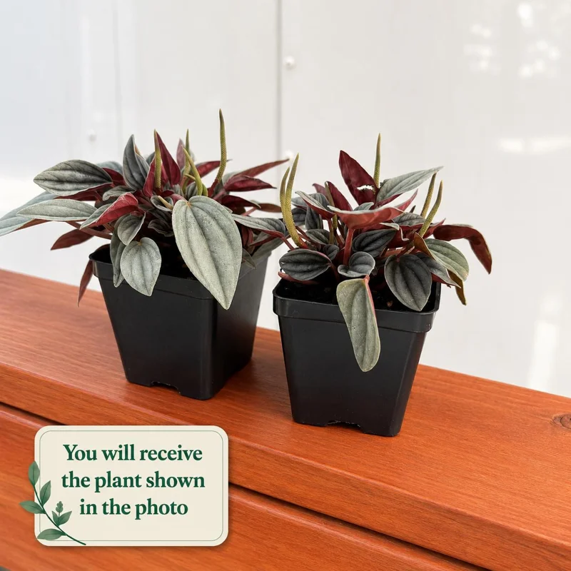 Set of 2 Peperomia Rosso Live Plants - 5-8 Inch Tall, 4 Inch Pot - Indoor Houseplant - Image 2