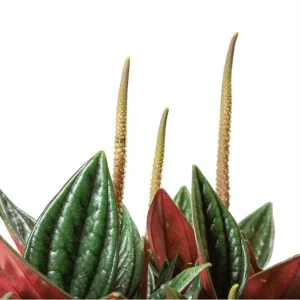 Set of 2 Peperomia Rosso Live Plants - 5-8 Inch Tall, 4 Inch Pot - Indoor Houseplant - Image 4