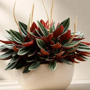 Set of 2 Peperomia Rosso Live Plants - 5-8 Inch Tall, 4 Inch Pot - Indoor Houseplant - Image 6