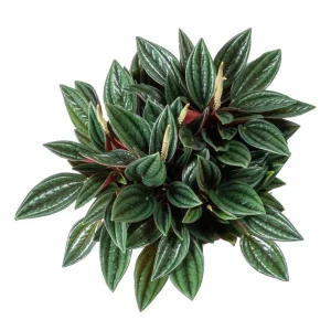 Set of 2 Peperomia Rosso Live Plants - 5-8 Inch Tall, 4 Inch Pot - Indoor Houseplant - Image 7