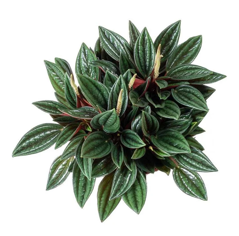 Set of 2 Peperomia Rosso Live Plants - 5-8 Inch Tall, 4 Inch Pot - Indoor Houseplant - Image 7