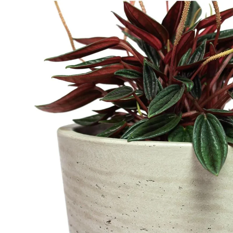 Set of 2 Peperomia Rosso Live Plants - 5-8 Inch Tall, 4 Inch Pot - Indoor Houseplant - Image 8