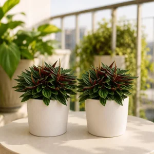 Set of 2 Peperomia Rosso Live Plants - 5-8 Inch Tall, 4 Inch Pot - Indoor Houseplant - Image 1