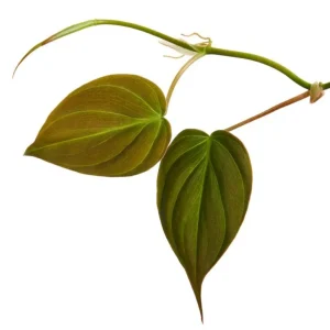 Set of 2 Philodendron Micans Live Plants, 5-8 Inch Tall, 4 Inch Pot, Indoor Trailing Vine - Image 3