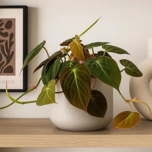 Set of 2 Philodendron Micans Live Plants, 5-8 Inch Tall, 4 Inch Pot, Indoor Trailing Vine - Image 4