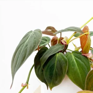 Set of 2 Philodendron Micans Live Plants, 5-8 Inch Tall, 4 Inch Pot, Indoor Trailing Vine - Image 5
