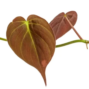 Set of 2 Philodendron Micans Live Plants, 5-8 Inch Tall, 4 Inch Pot, Indoor Trailing Vine - Image 7