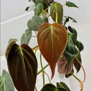 Set of 2 Philodendron Micans Live Plants, 5-8 Inch Tall, 4 Inch Pot, Indoor Trailing Vine - Image 8