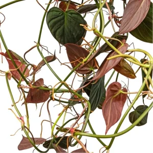 Set of 2 Philodendron Micans Live Plants, 5-8 Inch Tall, 4 Inch Pot, Indoor Trailing Vine - Image 9