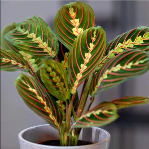 Set of 2 Red Maranta Prayer Plant Live, 5-8 Inch Tall, 4 Inch Pot, Tropical Houseplant - Image 10