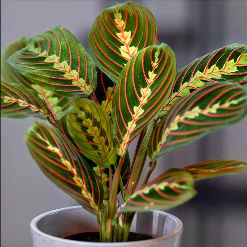 Set of 2 Red Maranta Prayer Plant Live, 5-8 Inch Tall, 4 Inch Pot, Tropical Houseplant - Image 10