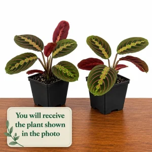 Set of 2 Red Maranta Prayer Plant Live, 5-8 Inch Tall, 4 Inch Pot, Tropical Houseplant - Image 2