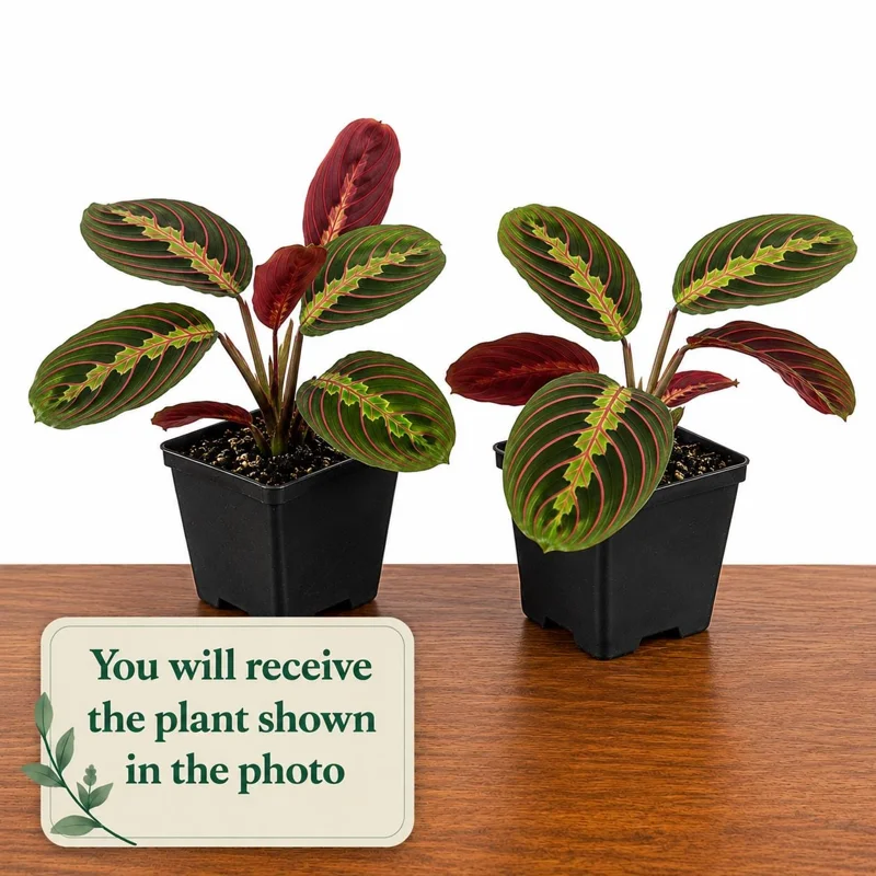 Set of 2 Red Maranta Prayer Plant Live, 5-8 Inch Tall, 4 Inch Pot, Tropical Houseplant - Image 2