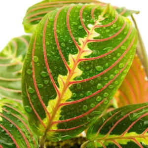 Set of 2 Red Maranta Prayer Plant Live, 5-8 Inch Tall, 4 Inch Pot, Tropical Houseplant - Image 3