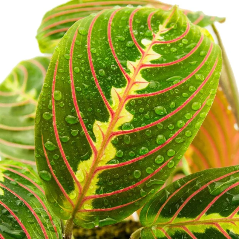 Set of 2 Red Maranta Prayer Plant Live, 5-8 Inch Tall, 4 Inch Pot, Tropical Houseplant - Image 3