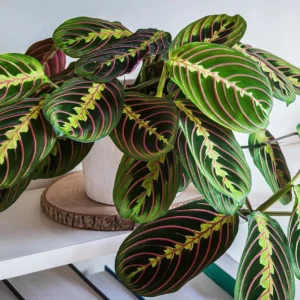 Set of 2 Red Maranta Prayer Plant Live, 5-8 Inch Tall, 4 Inch Pot, Tropical Houseplant - Image 4