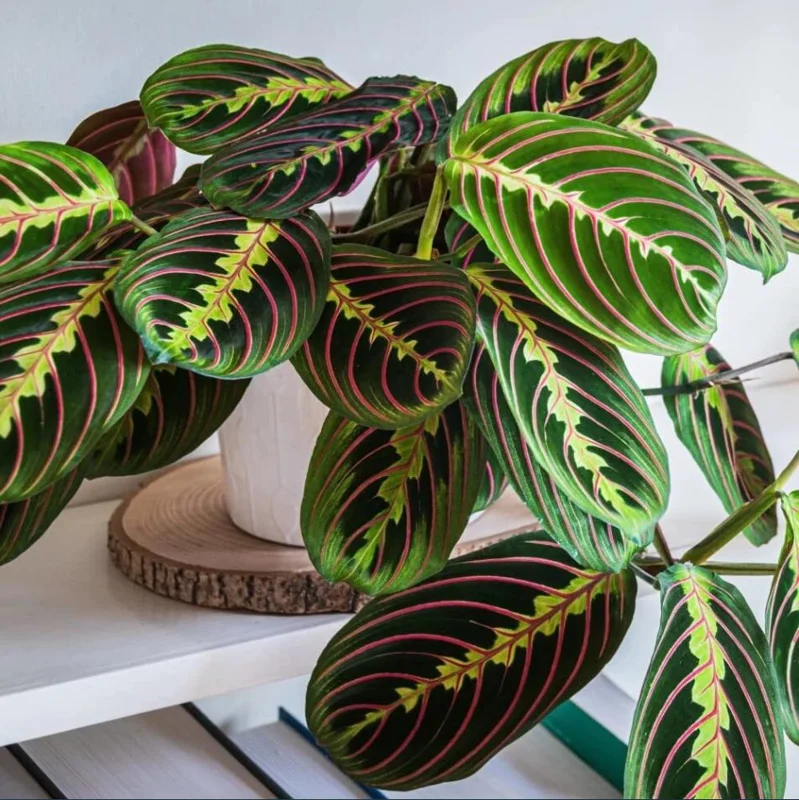 Set of 2 Red Maranta Prayer Plant Live, 5-8 Inch Tall, 4 Inch Pot, Tropical Houseplant - Image 4