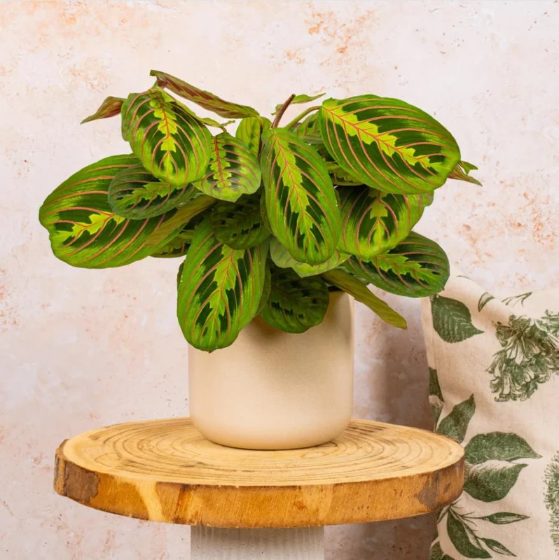 Set of 2 Red Maranta Prayer Plant Live, 5-8 Inch Tall, 4 Inch Pot, Tropical Houseplant - Image 5