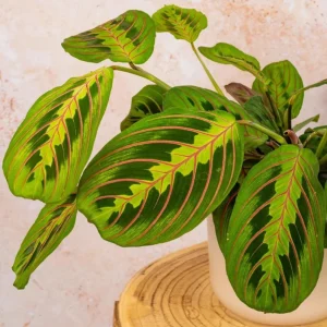 Set of 2 Red Maranta Prayer Plant Live, 5-8 Inch Tall, 4 Inch Pot, Tropical Houseplant - Image 6