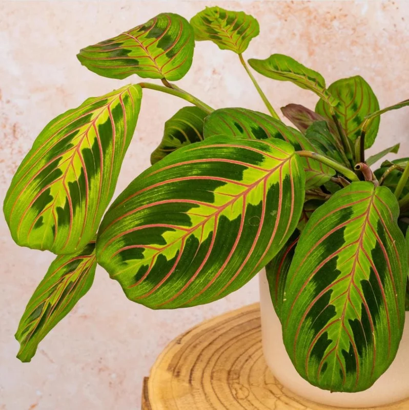 Set of 2 Red Maranta Prayer Plant Live, 5-8 Inch Tall, 4 Inch Pot, Tropical Houseplant - Image 6