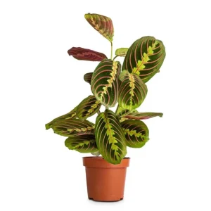 Set of 2 Red Maranta Prayer Plant Live, 5-8 Inch Tall, 4 Inch Pot, Tropical Houseplant - Image 7