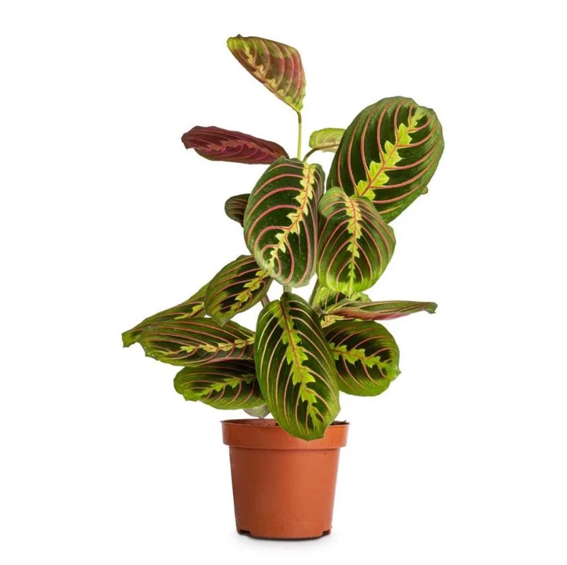 Set of 2 Red Maranta Prayer Plant Live, 5-8 Inch Tall, 4 Inch Pot, Tropical Houseplant - Image 7