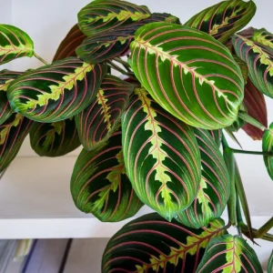 Set of 2 Red Maranta Prayer Plant Live, 5-8 Inch Tall, 4 Inch Pot, Tropical Houseplant - Image 8