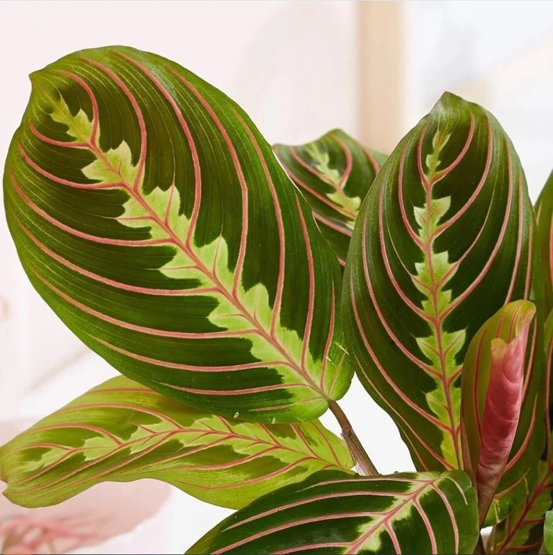 Set of 2 Red Maranta Prayer Plant Live, 5-8 Inch Tall, 4 Inch Pot, Tropical Houseplant - Image 9